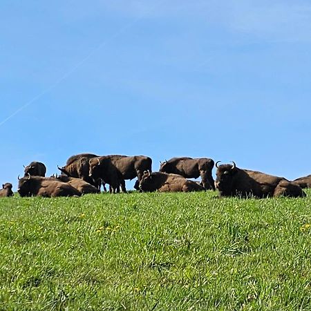 Fewo Am Premium Wanderort Appartement Bad Berleburg Buitenkant foto